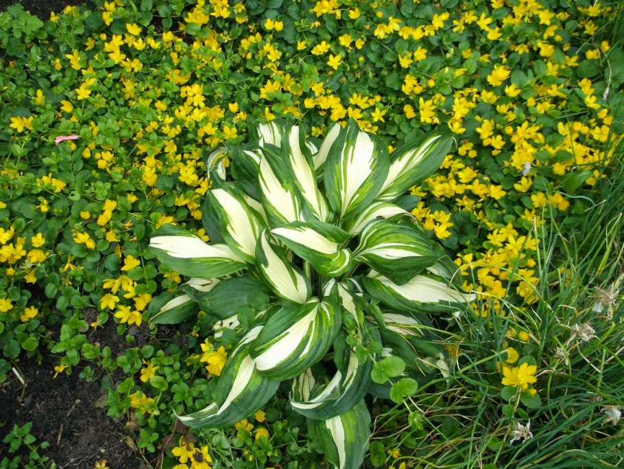 Чистотел растение