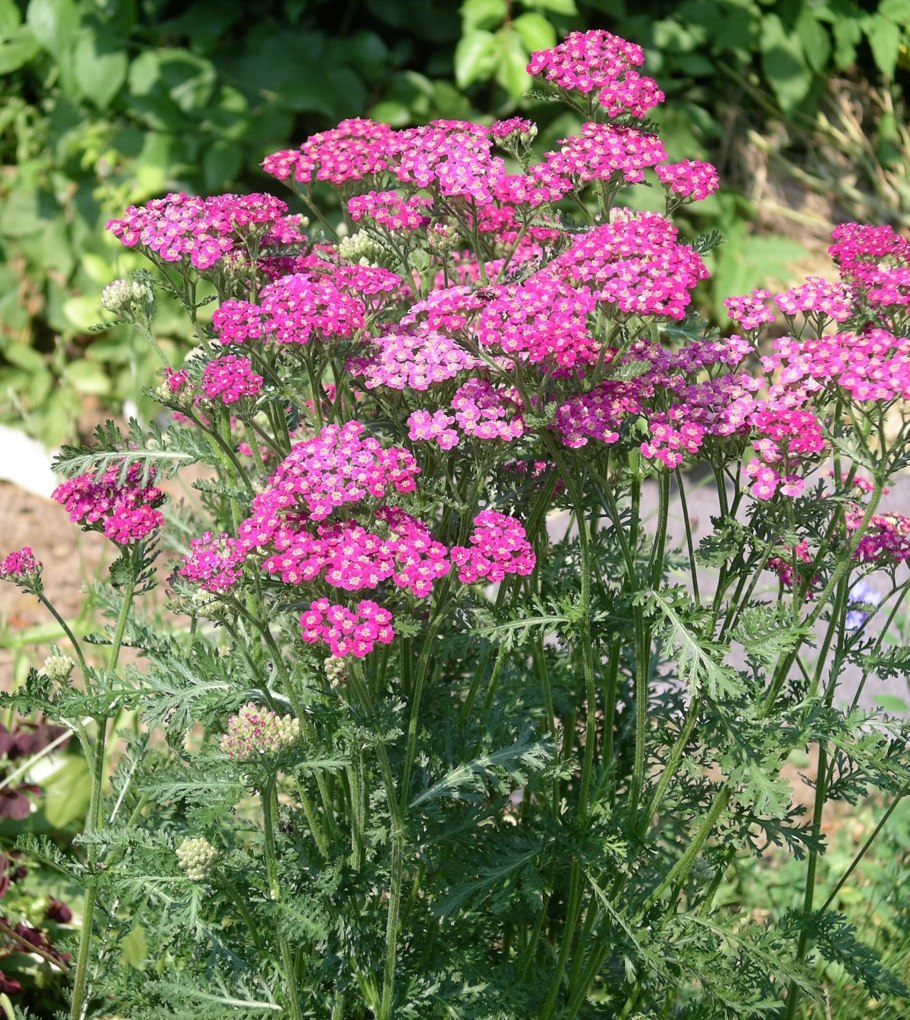 Шалфей Луговой (Salvia pratensis)