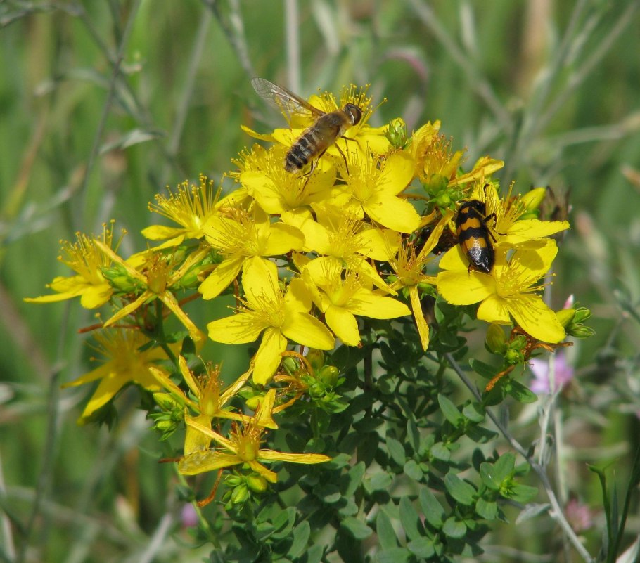 Лофант анисовый