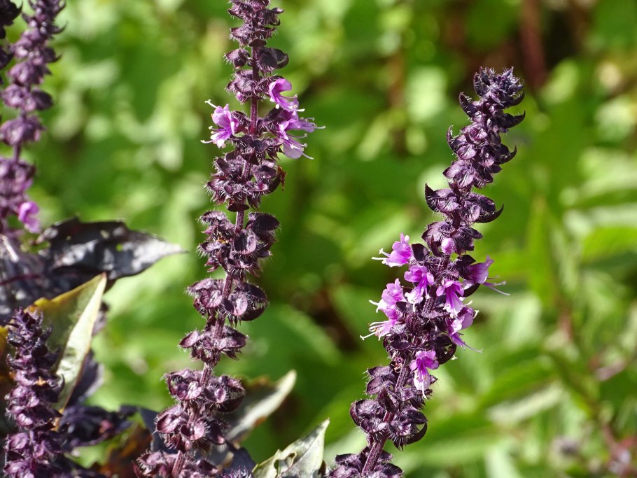 Монарда Садовая