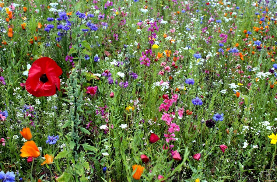 Белокопытник (Petasites)