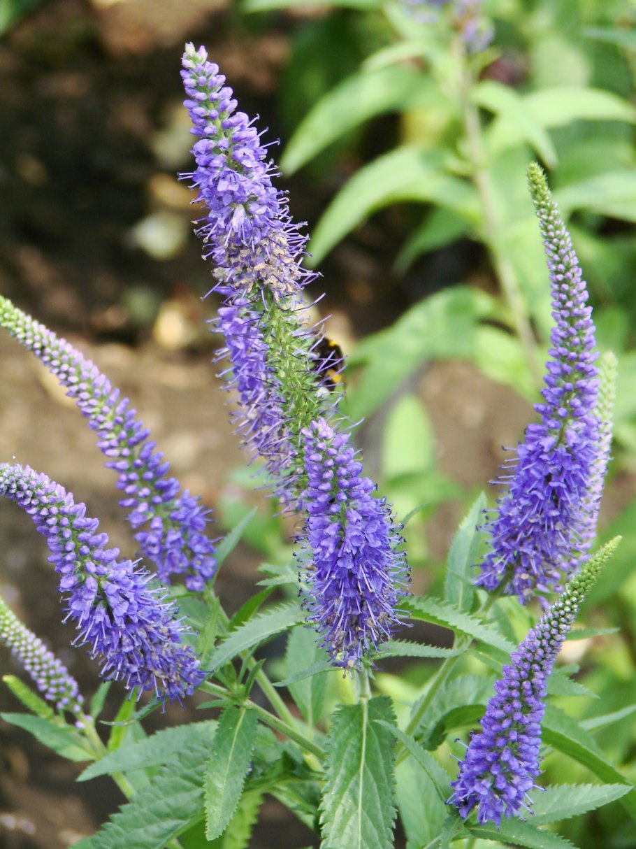 Растение с фиолетовыми цветками