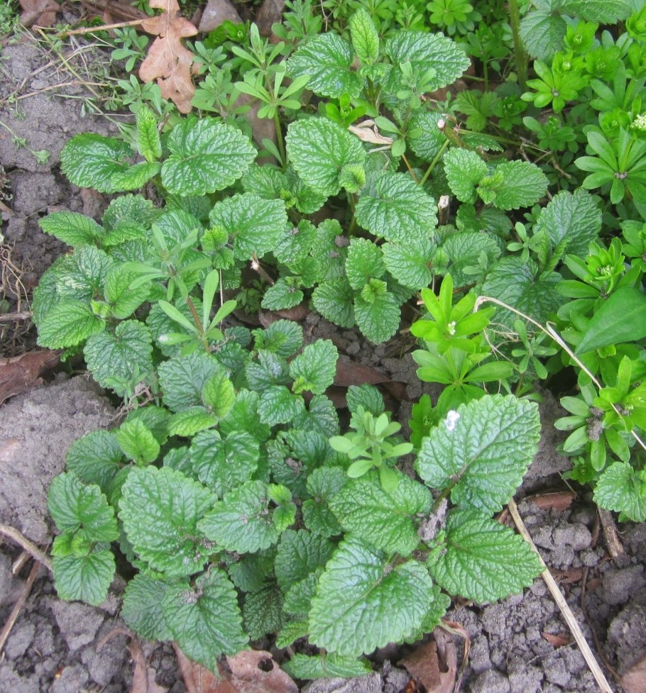 Базилик шалфей орегано майоран розмарин