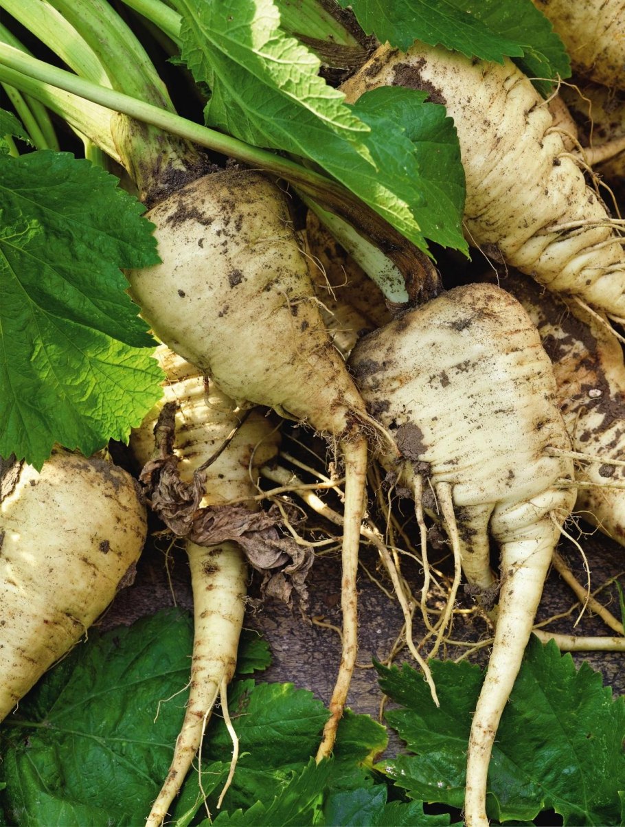 Белый корень Пастернак