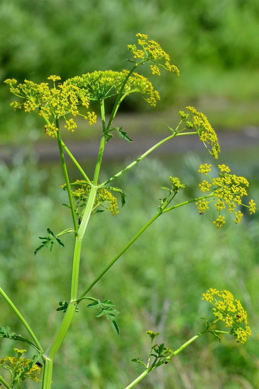 Петрушка сельдерей Пастернак