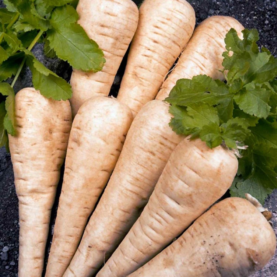 Корень Пастернака