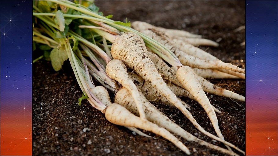 Пастернак растение петрушка