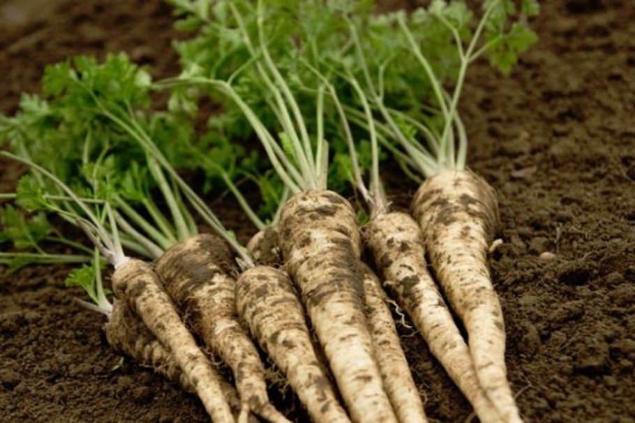 Корень петрушки