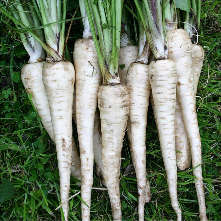 Пастернак овощ всходы