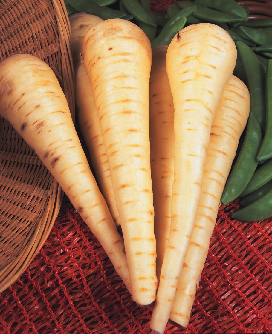 Пастернак растение петрушка