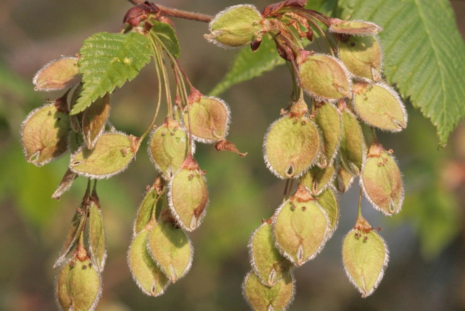Вяз гладкий (Ulmus laevis)
