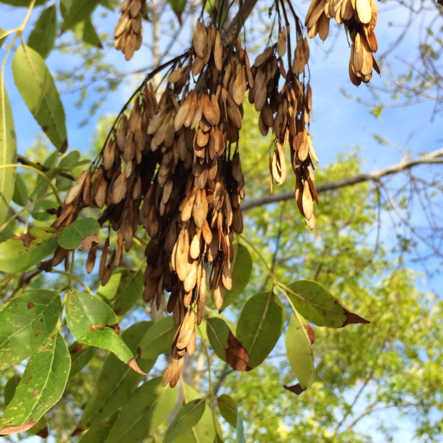 "Ясень обыкновенный (Fraxinus Exсelsior