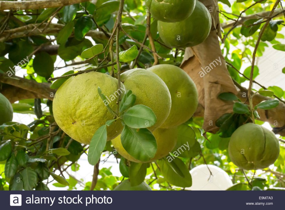 Помело фрукт дерево