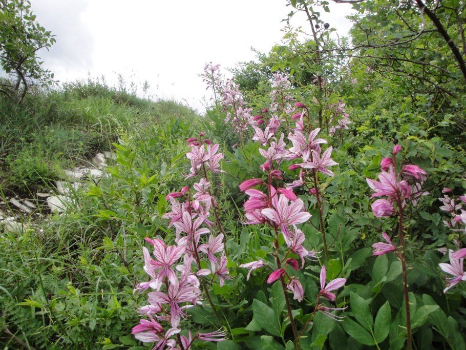Примула первоцвет Кавказская