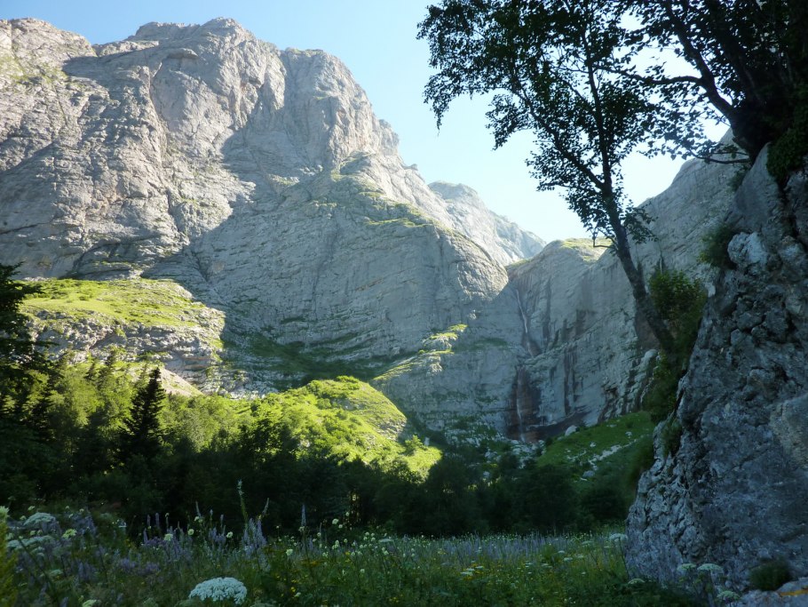 Распространенные растения Краснодарского края