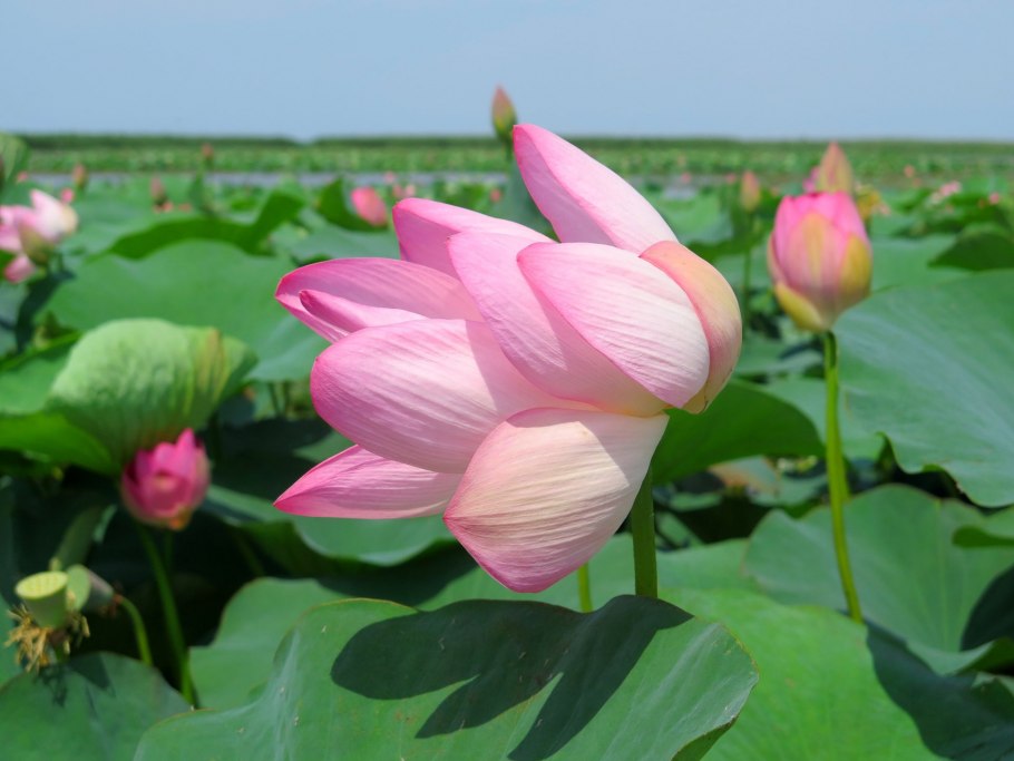 Определитель растений Краснодарского края