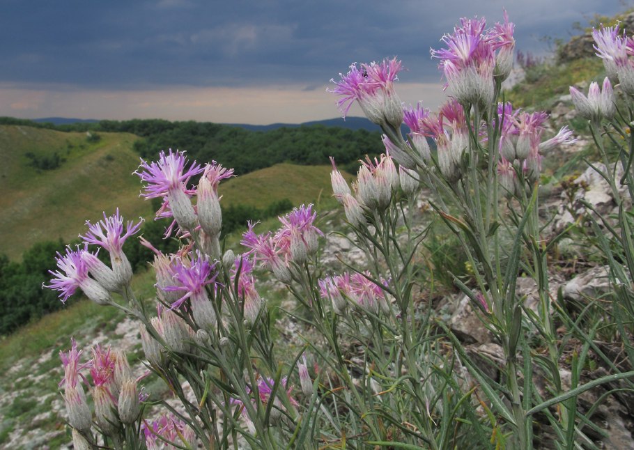 Растительность Краснодарского края
