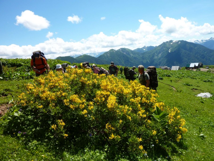 Ясенец кавказский