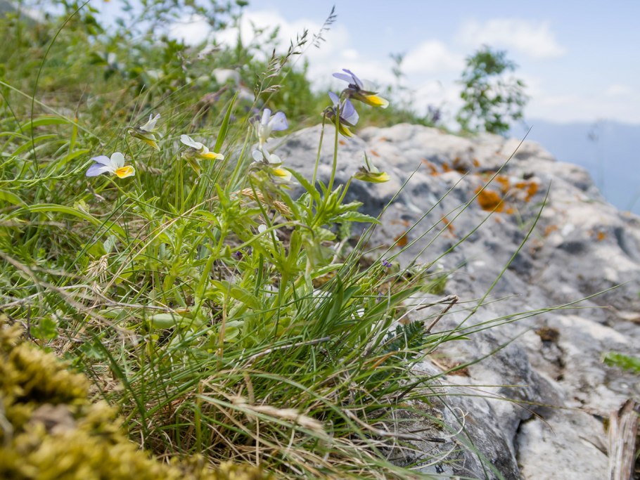 Растительность Краснодарского края