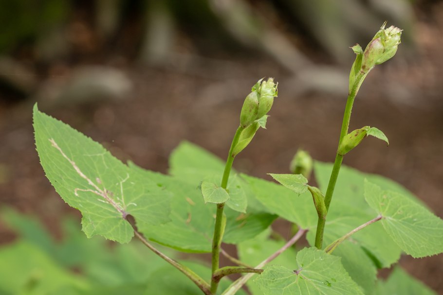 Цицербита уральская