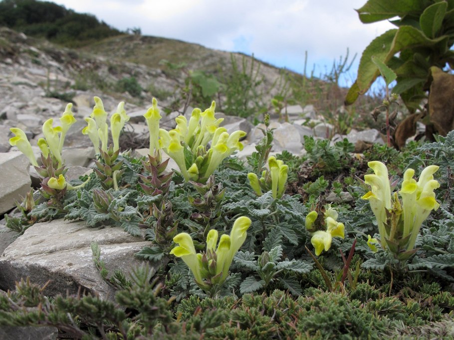 Садовые растения Краснодарского края
