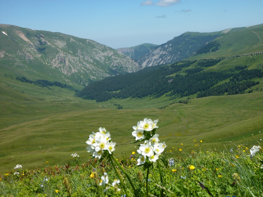 Цветок ясенец кавказский