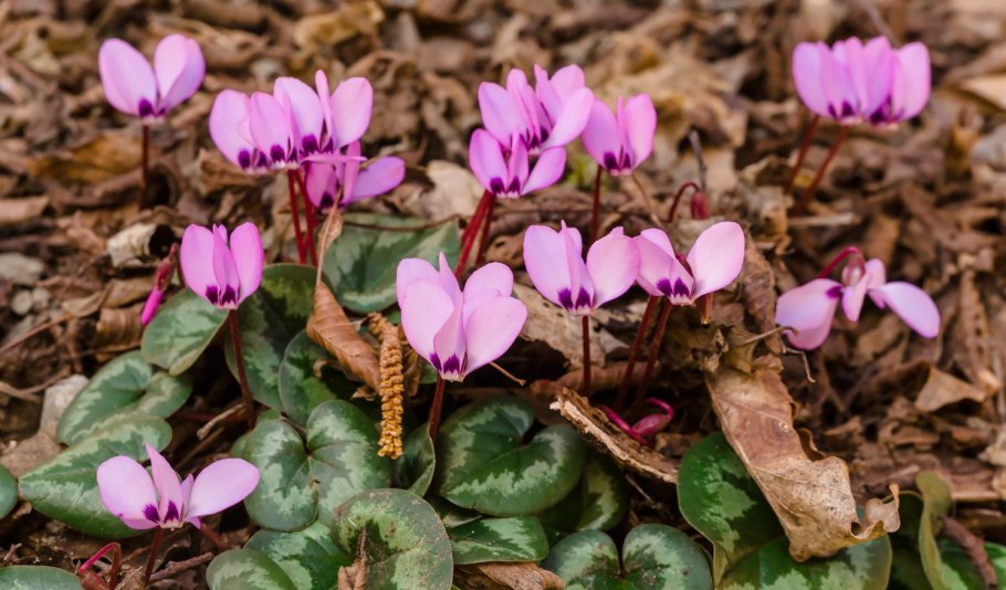 Цикламен кавказский