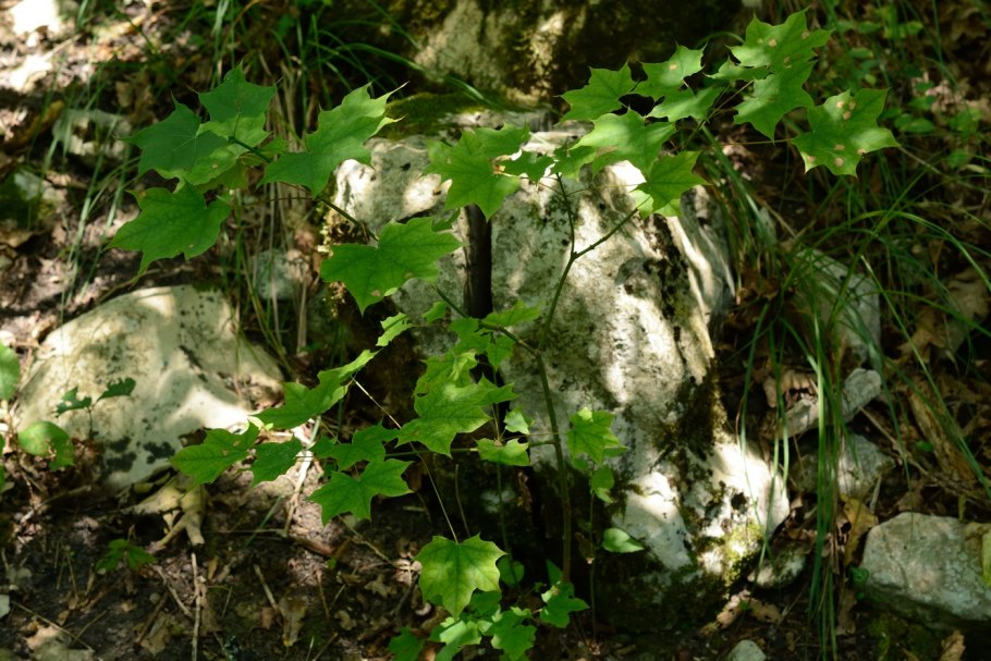 Долина лотосов Краснодар