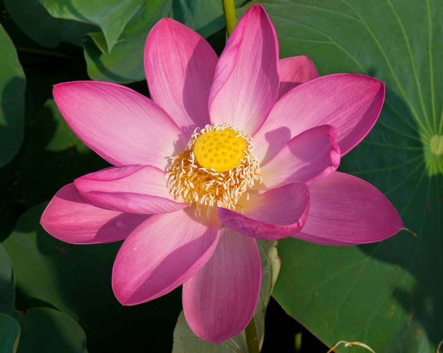 Растительность Степной зоны Краснодара