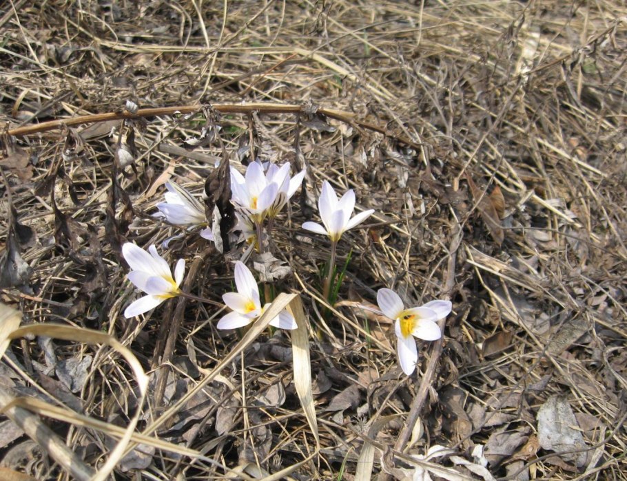 Узкие длинные выемчаты1 листья трава Краснодарский край