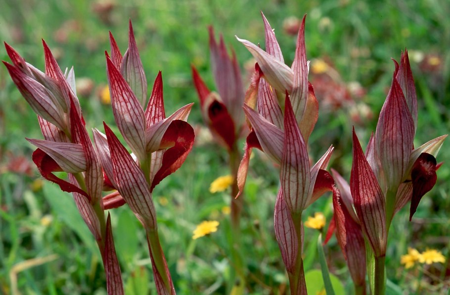 Уникальные растения Краснодарского края