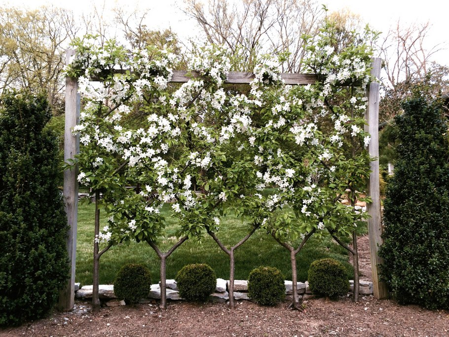 Фруктовые деревья в огороде