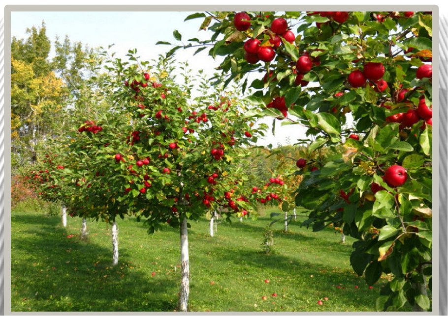 Фруктовые деревья для сада