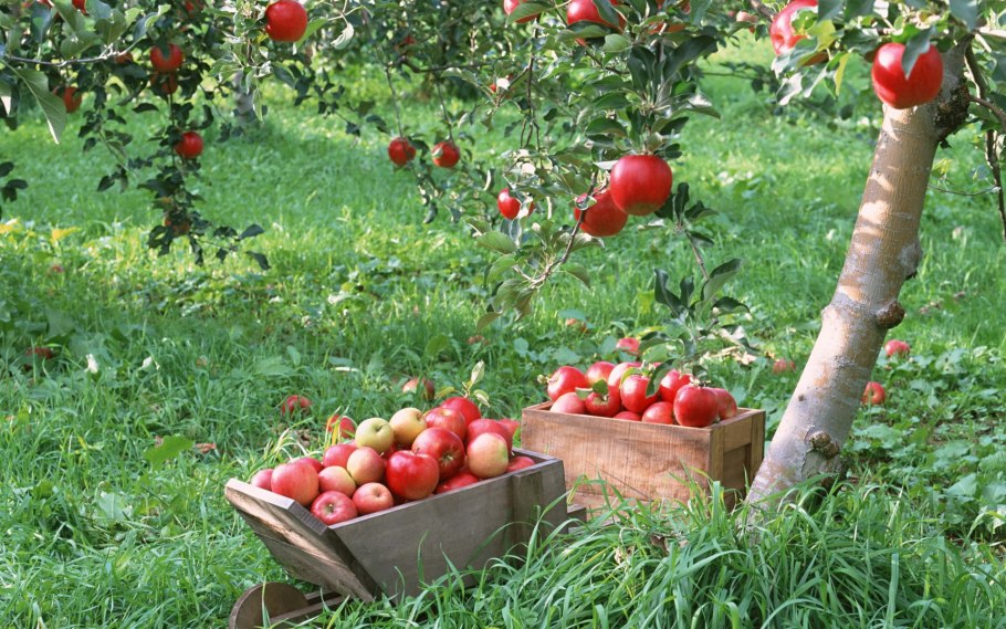 Плодовые деревья вдоль забора