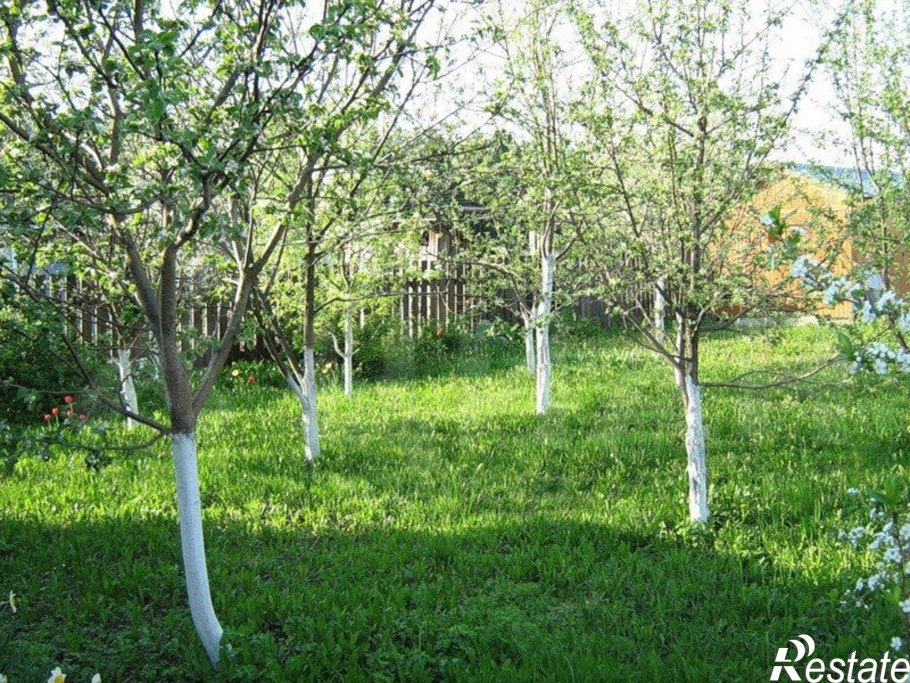 Яблони на участке