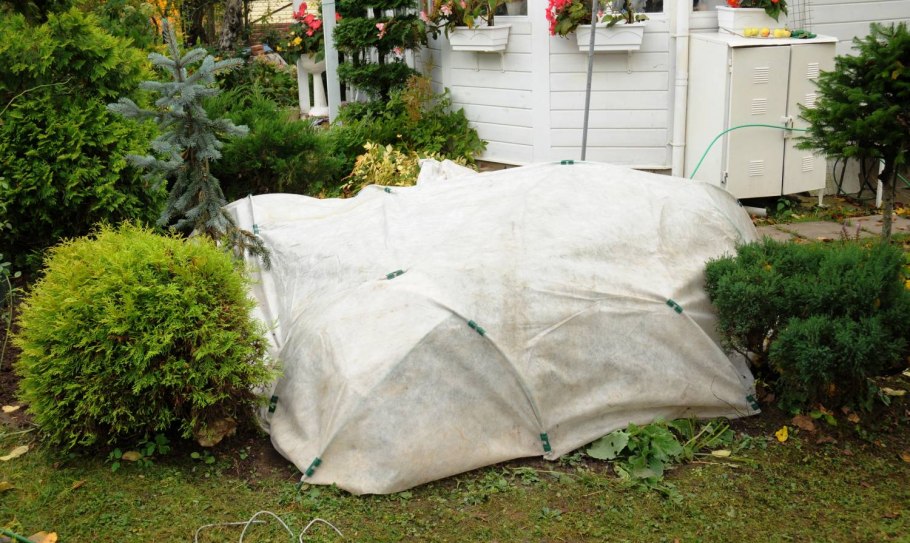 Укрытие крупнолистной гортензии