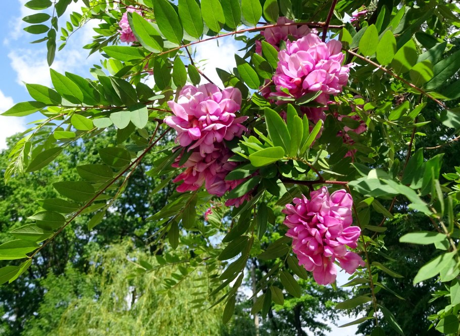 Robinia Purple Robe Робиния