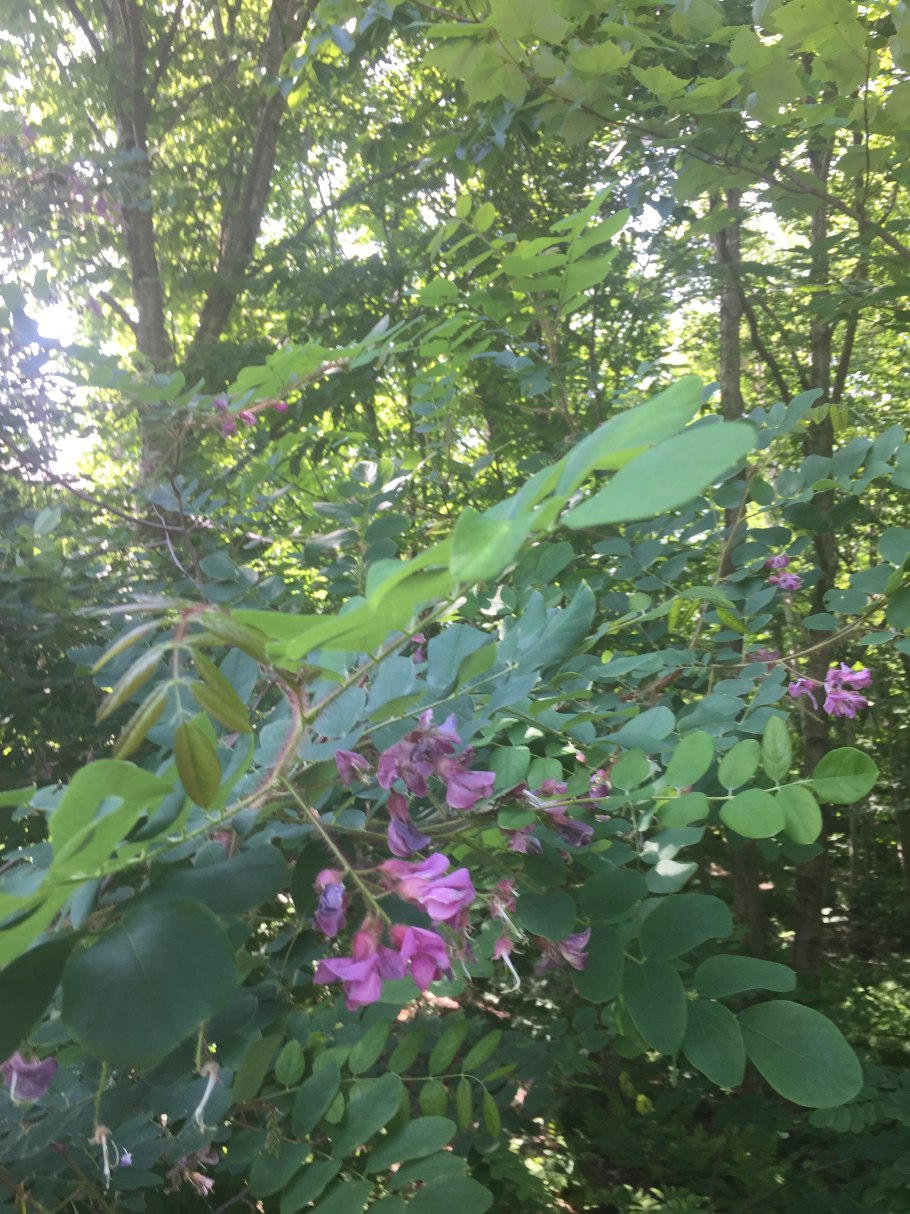 Robinia pseudoacacia Frisia