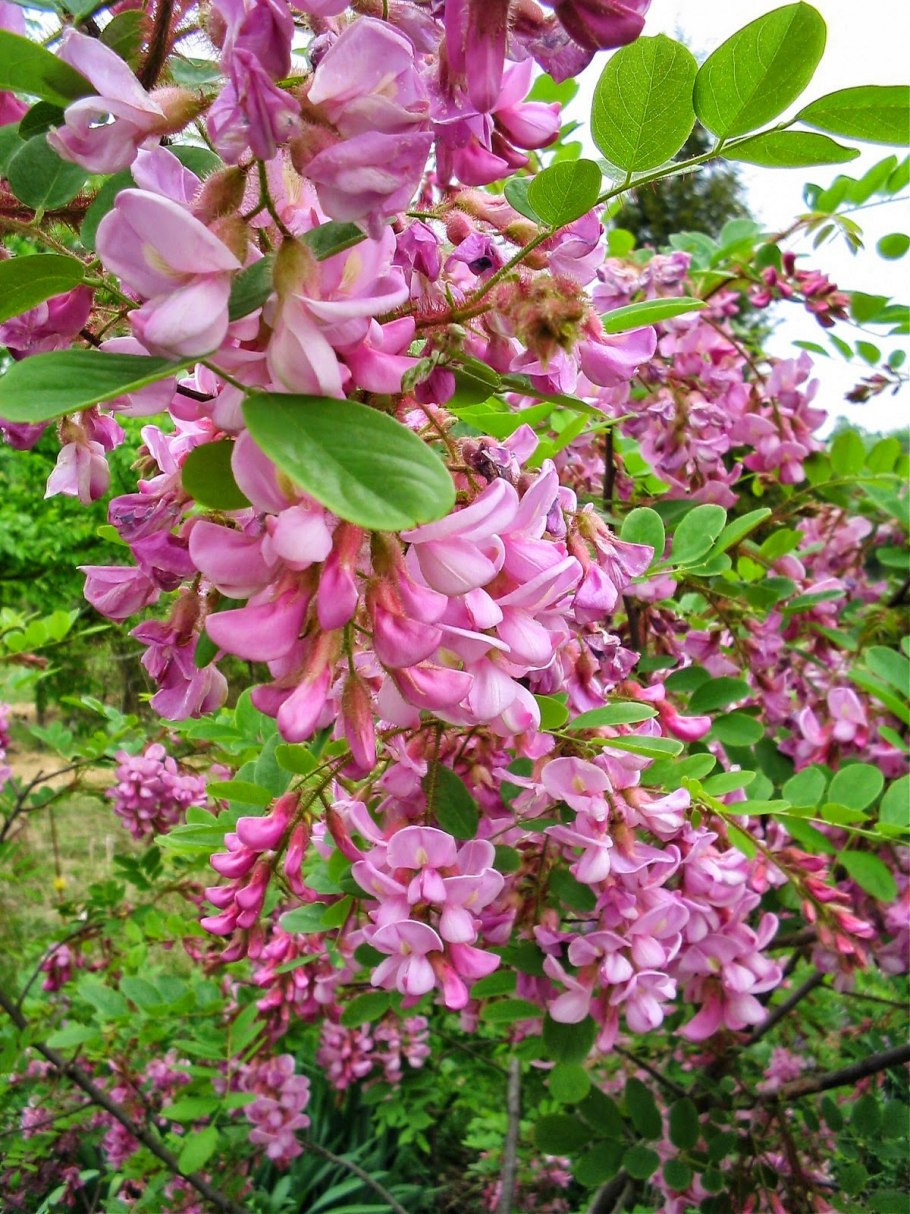 Робиния ложноакация Pink Cascade