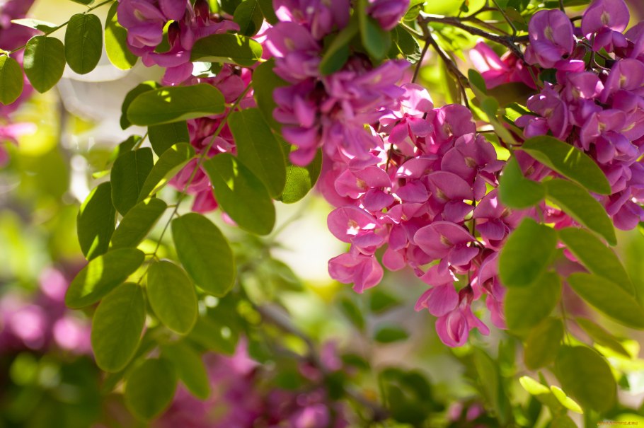 Robinia hispida