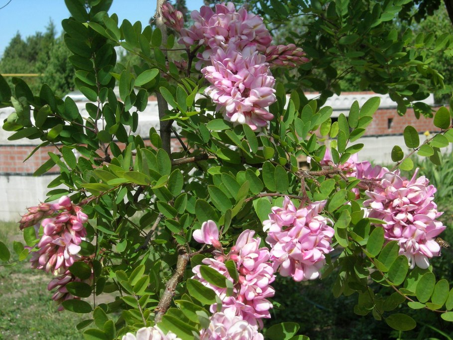 Акация Дикая кустарник