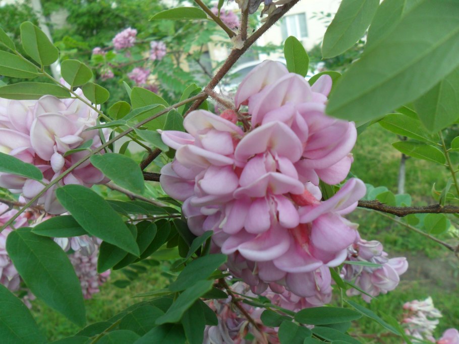 Робиния псевдоакация (Robinia pseudoacacia l.)