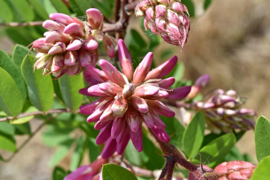Acacia oxycedrus