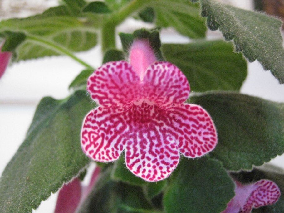 Калерия би би цветок