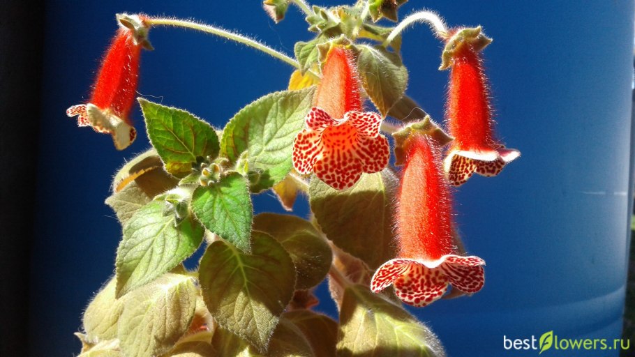 Колерия боготская