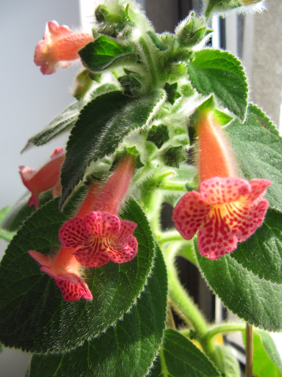 Калерия ампельная