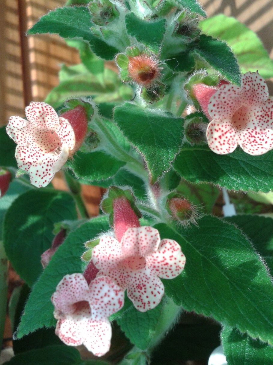 Колерия Jester