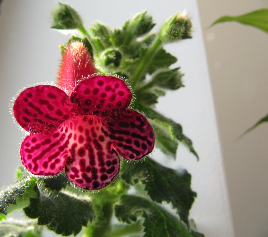 Колерия SRG'S Persian Carpet