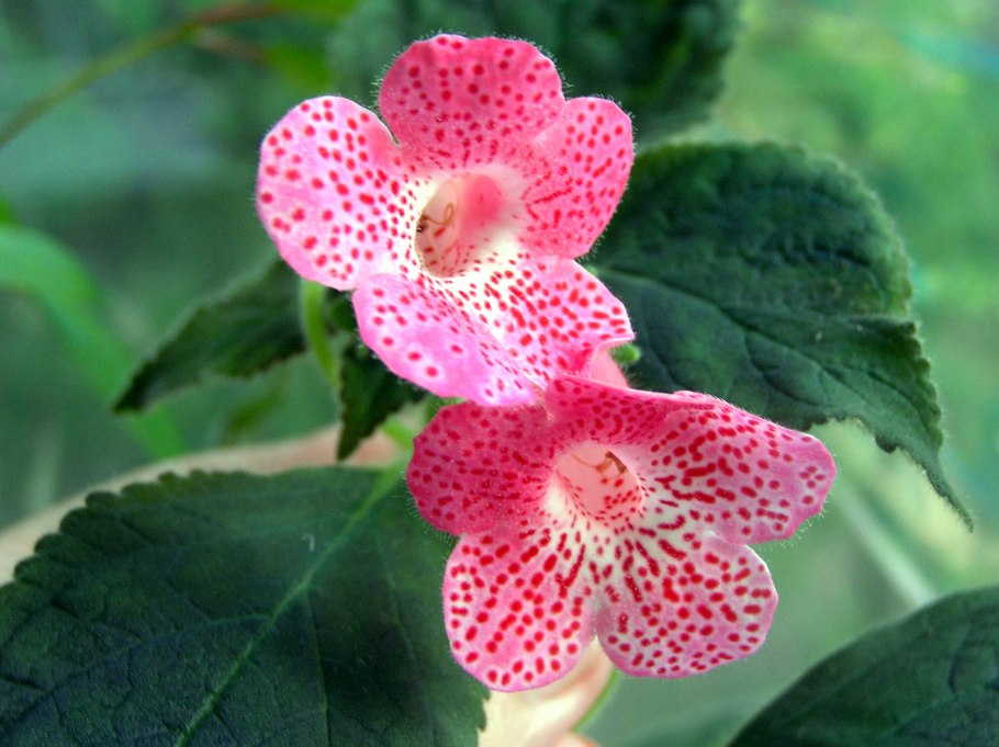 Калерия ампельная