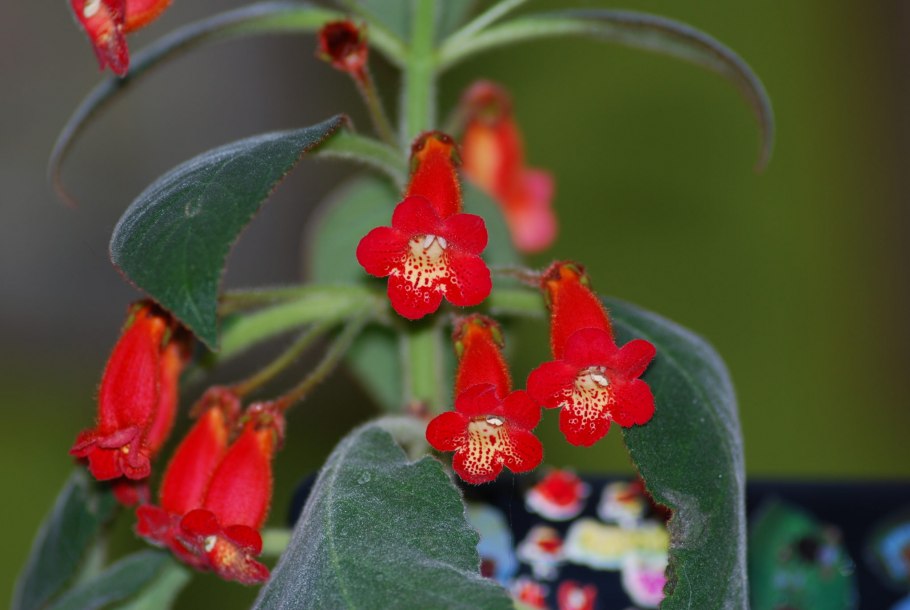 Колерия Sunshine